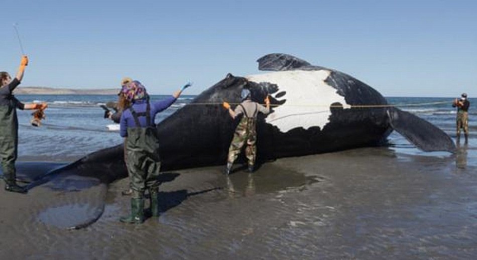 Ya son 13 las ballenas muertas en Chubut